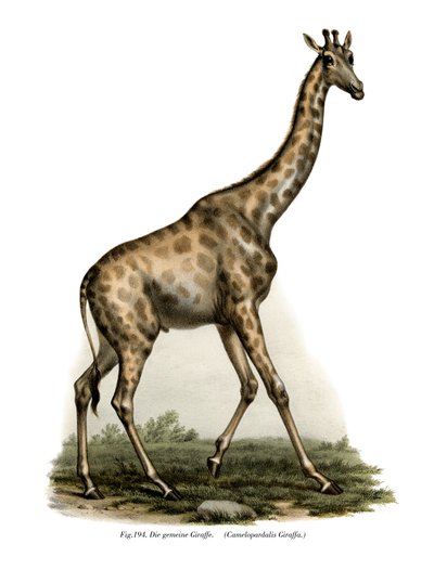 Giraffe, 1860 von German School